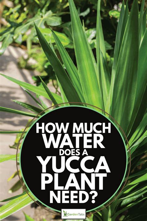 custom moisture meter yucca|do yucca plants need watering.